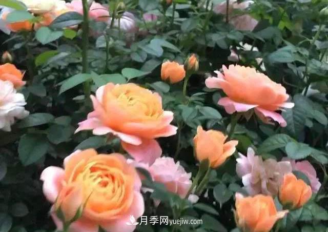 讓月季“秋花”多？學(xué)會(huì )正確“追肥”的方法，事半功倍(圖2)