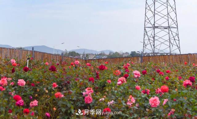 初冬賞花何處去？南京江寧這個(gè)近400畝的月季花海，趕緊安排！(圖2)