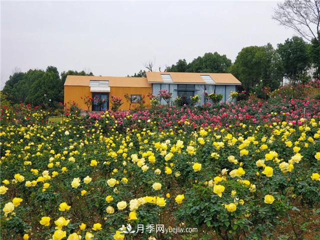 初冬賞花何處去？南京江寧這個(gè)近400畝的月季花海，趕緊安排！(圖3)