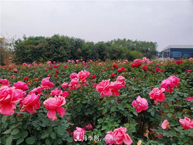 初冬賞花何處去？南京江寧這個(gè)近400畝的月季花海，趕緊安排！(圖4)