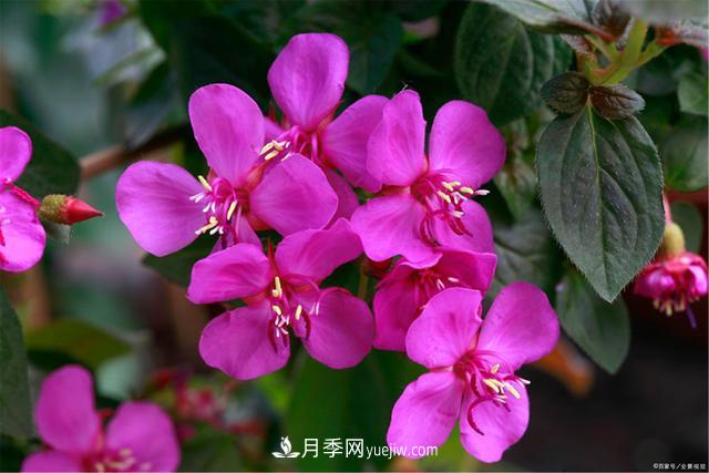 大衛·奧斯汀的月季王國(圖5)