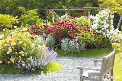 大衛·奧斯汀的月季王國(圖1)