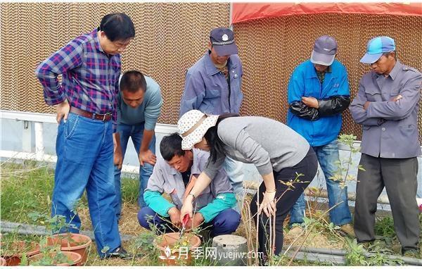 上海崇明舉辦月季繁殖栽培及冬季養護技術(shù)培訓(圖2)