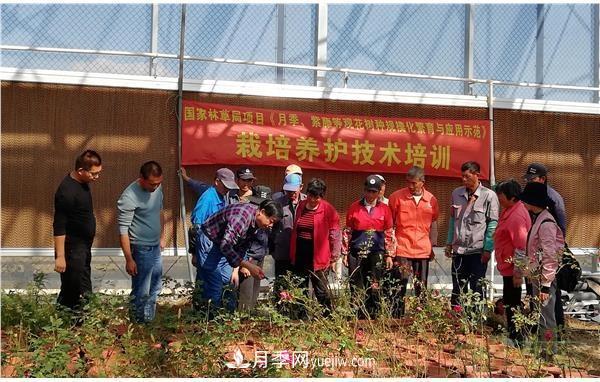 上海崇明舉辦月季繁殖栽培及冬季養護技術(shù)培訓(圖1)
