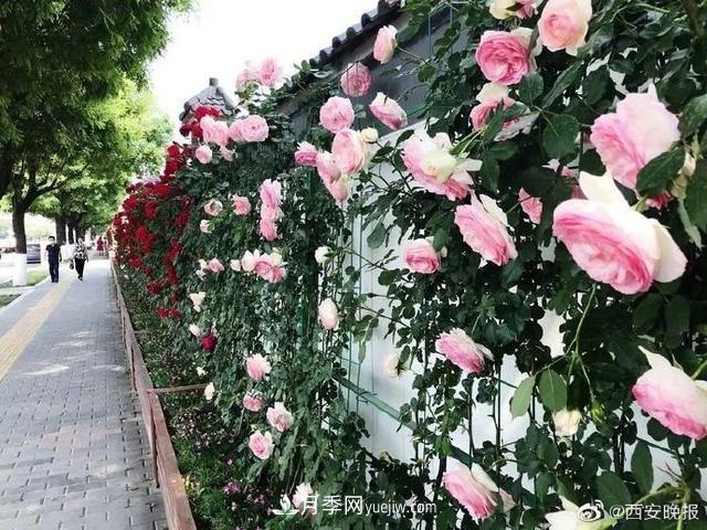 西安長(cháng)安街數百米月季“網(wǎng)紅墻” 鮮花怒放(圖1)
