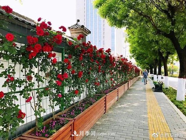 西安長(cháng)安街數百米月季“網(wǎng)紅墻” 鮮花怒放(圖2)