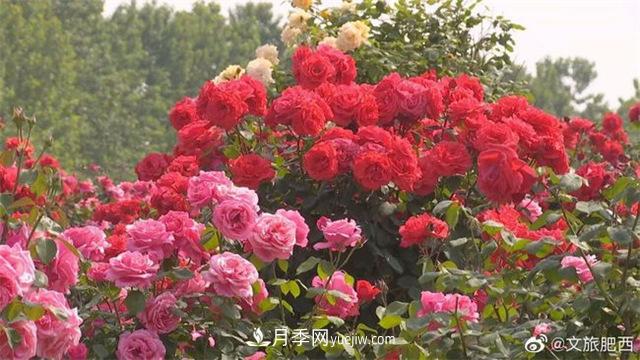 肥西縣三河鎮百畝樹(shù)狀月季園：花開(kāi)正艷，產(chǎn)業(yè)增收(圖1)
