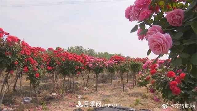 肥西縣三河鎮百畝樹(shù)狀月季園：花開(kāi)正艷，產(chǎn)業(yè)增收(圖2)