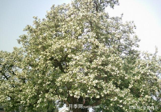 商丘的“市花”和“市樹(shù)”是什么，你能想到了(圖4)