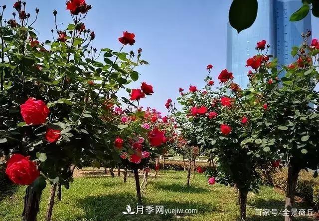 商丘的“市花”和“市樹(shù)”是什么，你能想到了(圖3)