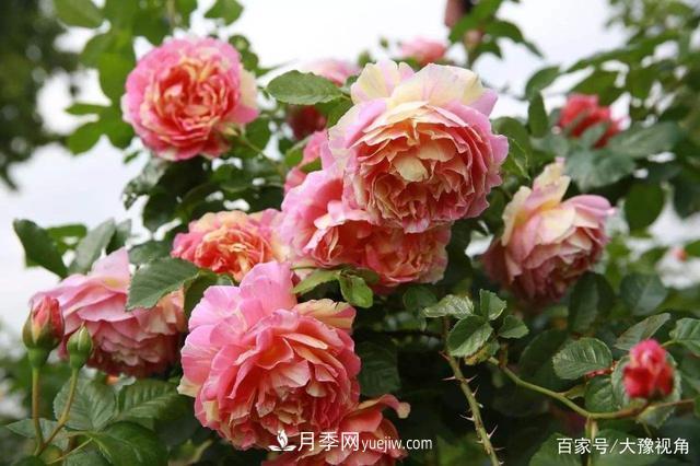 河南省各市市花，洛陽(yáng)牡丹***出名，月季***受歡迎(圖1)