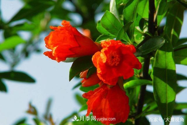 河南省各市市花，洛陽(yáng)牡丹***出名，月季***受歡迎(圖3)