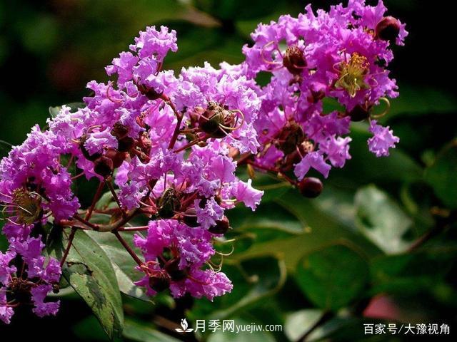河南省各市市花，洛陽(yáng)牡丹***出名，月季***受歡迎(圖4)