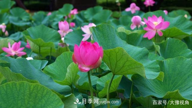 河南省各市市花，洛陽(yáng)牡丹***出名，月季***受歡迎(圖5)