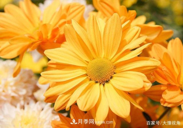河南省各市市花，洛陽(yáng)牡丹***出名，月季***受歡迎(圖2)
