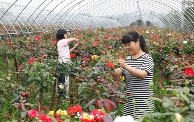 河南平頂山寶豐：發(fā)展月季種植 助力鄉村振興(圖2)
