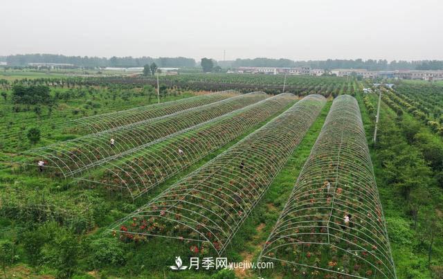 河南平頂山寶豐：發(fā)展月季種植 助力鄉村振興(圖3)