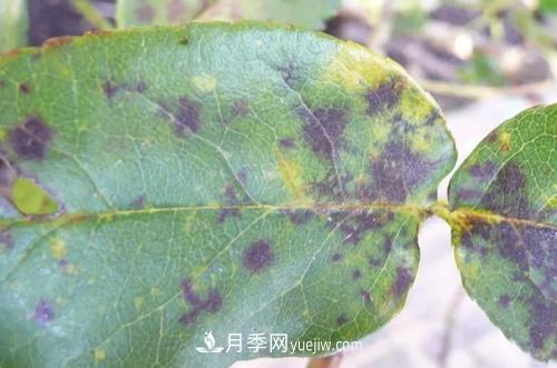 不用農藥，食醋治月季黑斑病方法(圖1)
