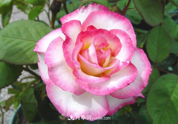 月季澆水，澆根還是澆葉？(圖1)