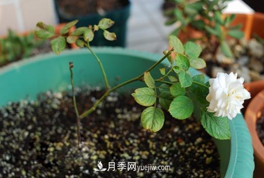 月季牙簽苗怎么飼養(圖1)