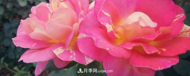 花徑超過(guò)15厘米的月季花品種有哪些？(圖1)