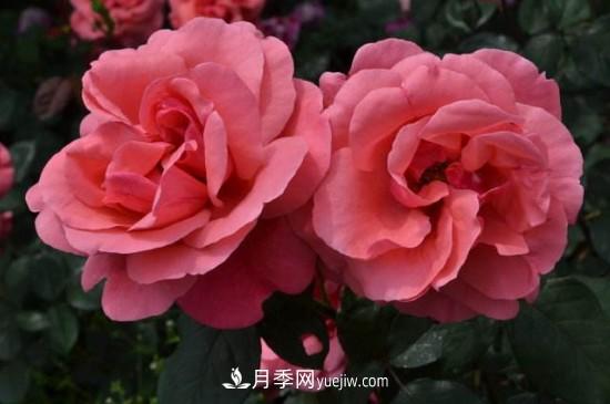 花徑超過(guò)15厘米的月季花品種有哪些？(圖3)