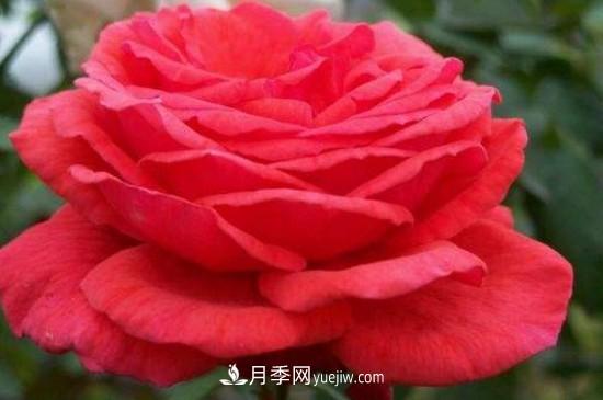 花徑超過(guò)15厘米的月季花品種有哪些？(圖4)