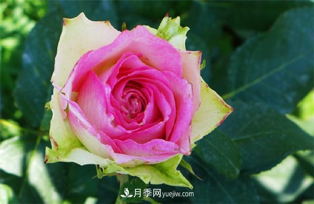 西安的春天，西部芳香園盛開(kāi)的月季花(圖2)