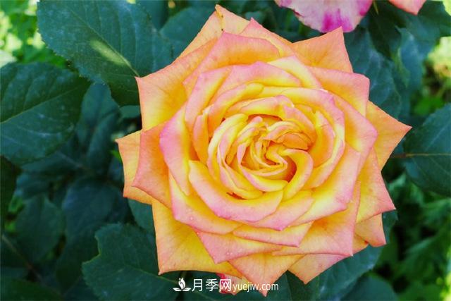 西安的春天，西部芳香園盛開(kāi)的月季花(圖4)