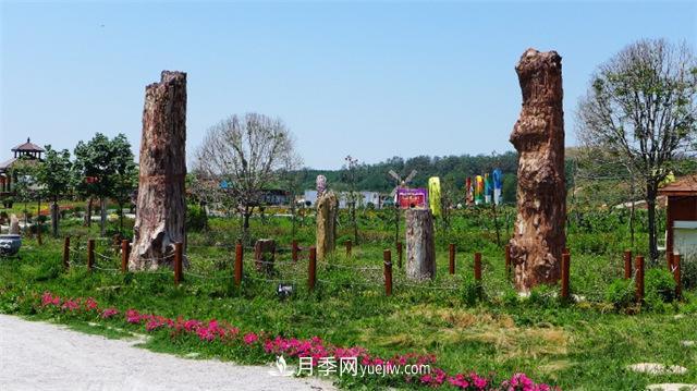西安的春天，西部芳香園盛開(kāi)的月季花(圖3)