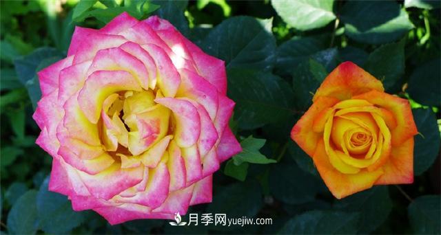 西安的春天，西部芳香園盛開(kāi)的月季花(圖1)