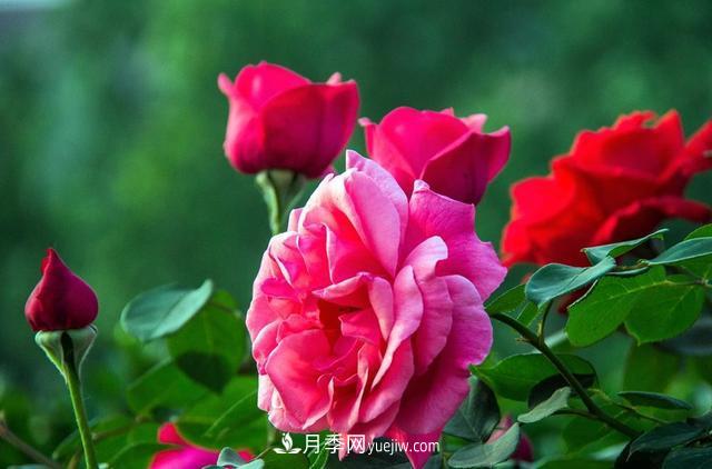 花卉養護：月季修剪有什么好處(圖1)