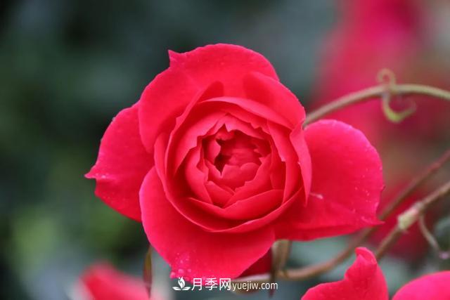 月季正紅：唯有此花開(kāi)不厭，一年長(cháng)占四時(shí)春(圖3)