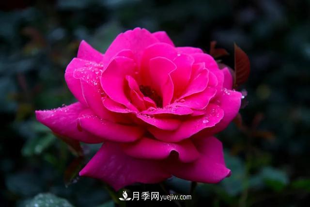 月季正紅：唯有此花開(kāi)不厭，一年長(cháng)占四時(shí)春(圖1)