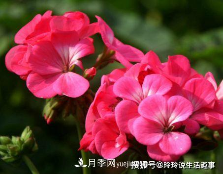 喜歡玫瑰，不如養“優(yōu)良月季”戴爾巴德，古典花型，美麗怡人！(圖4)