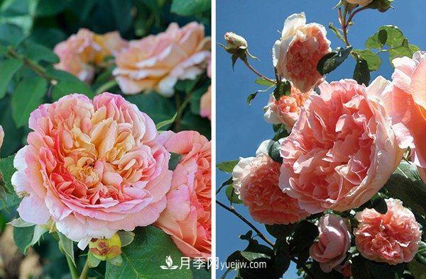 喜歡玫瑰，不如養“優(yōu)良月季”戴爾巴德，古典花型，美麗怡人！(圖1)