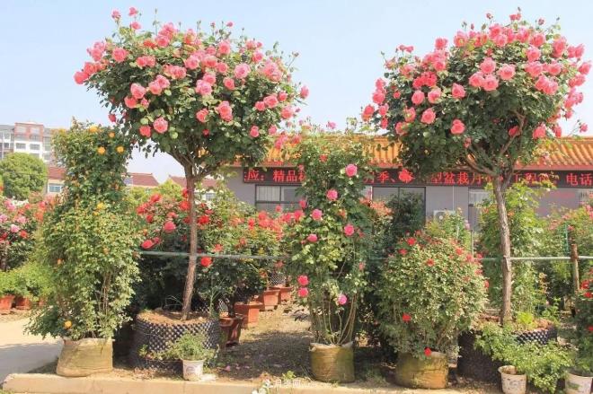 南陽(yáng)月季批發(fā)：唯有此花開(kāi)不厭，一年長(cháng)占四時(shí)春(圖1)