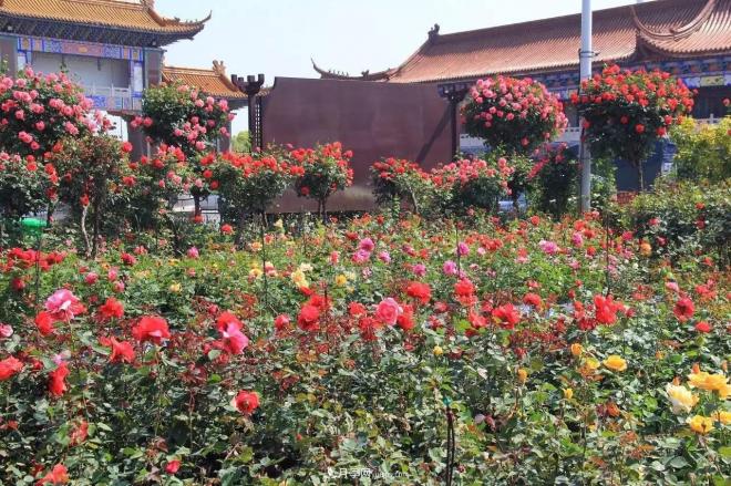 南陽(yáng)月季批發(fā)：唯有此花開(kāi)不厭，一年長(cháng)占四時(shí)春(圖3)