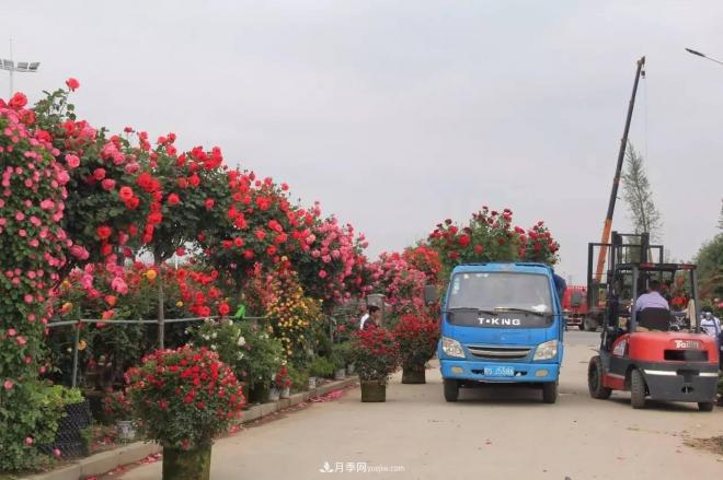 南陽(yáng)月季批發(fā)：唯有此花開(kāi)不厭，一年長(cháng)占四時(shí)春(圖8)