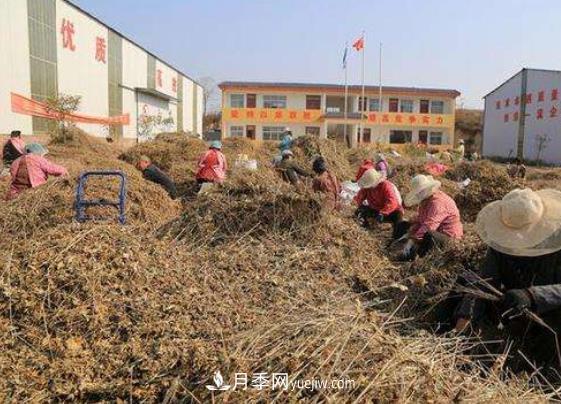 南召縣發(fā)展特色苗木農業(yè) 產(chǎn)業(yè)扶貧立體化布局(圖3)