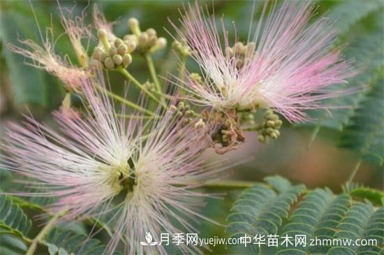 合歡樹(shù)和含羞草區別(圖2)