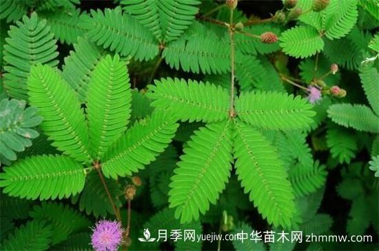 合歡樹(shù)和含羞草區別(圖1)