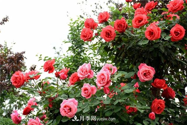 推薦灌木苗木種類(lèi)(圖1)