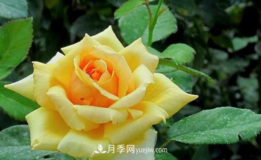 爬藤月季什么時(shí)間移植比較好？(圖1)