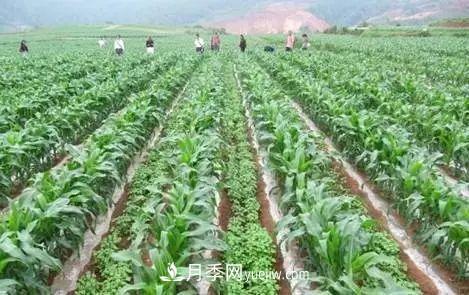 南陽(yáng)農作物30種間作套種方法，趕快收藏！(圖1)