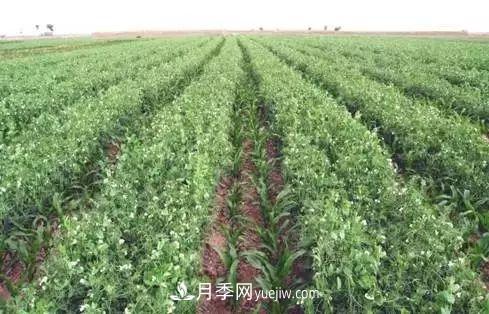 南陽(yáng)農作物30種間作套種方法，趕快收藏！(圖2)