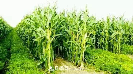 南陽(yáng)農作物30種間作套種方法，趕快收藏！(圖3)