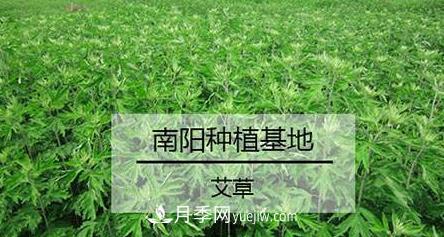 南陽(yáng)艾草的種植方法，艾草的種植技巧(圖1)