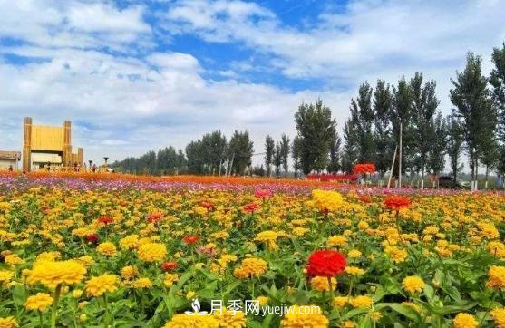 南陽(yáng)很適合發(fā)展月季花木生態(tài)農業(yè)(圖1)