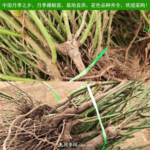 冬季實(shí)惠的裸根月季苗，栽種做好3件事，冬季室內有花看(圖1)